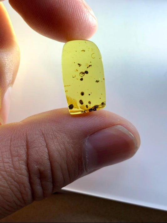 Burmese amber with inclusion of bugs