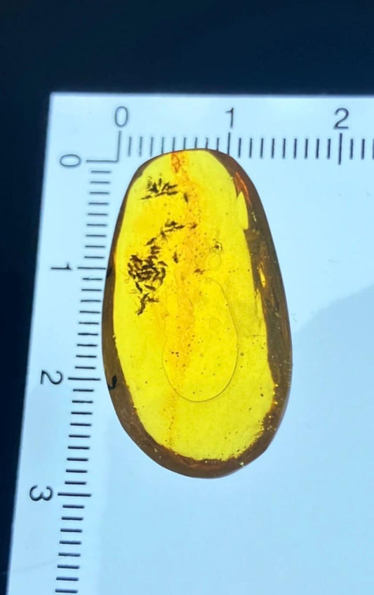 Burmese amber with inclusion of group of bugs