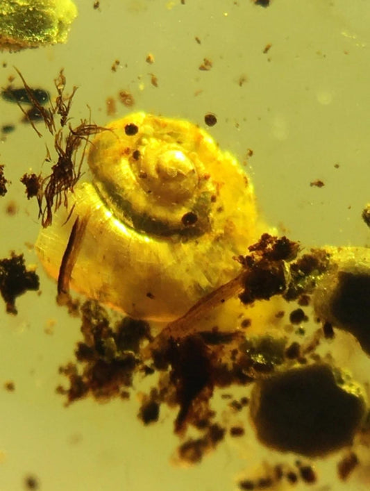 Burmese amber with inclusion of snail
