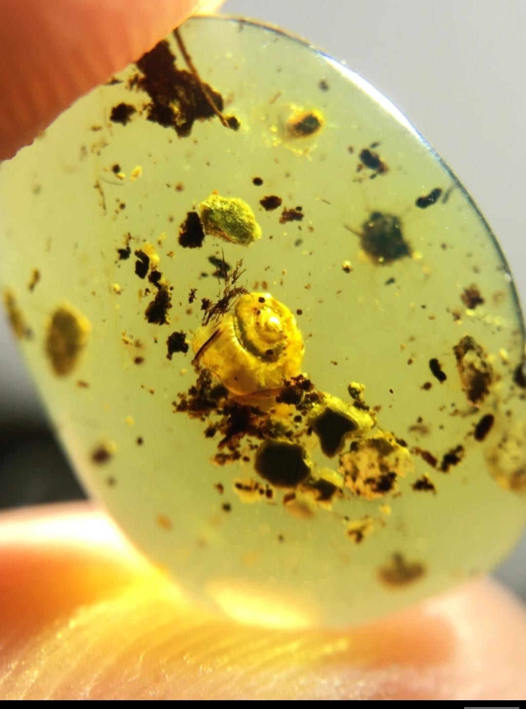 Burmese amber with inclusion of snail