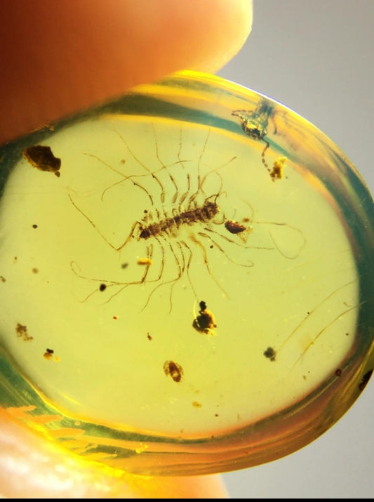 Burmese amber with inclusion of unknown insect
