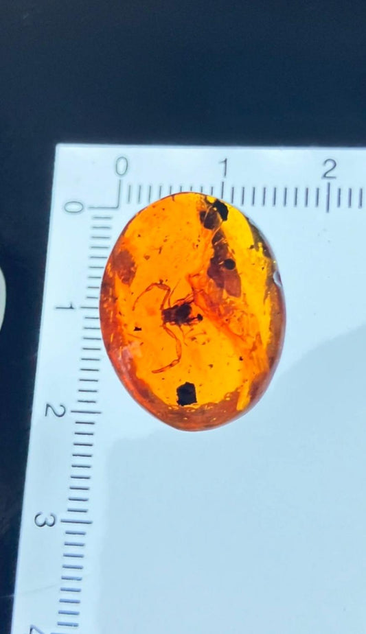 Burmese amber with inclusion of scorpion