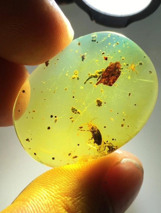 Burmese amber with inclusion of unknow insect