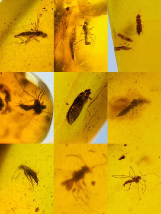 Burmese amber with fossil of bugs wholesale lot 100 pieces