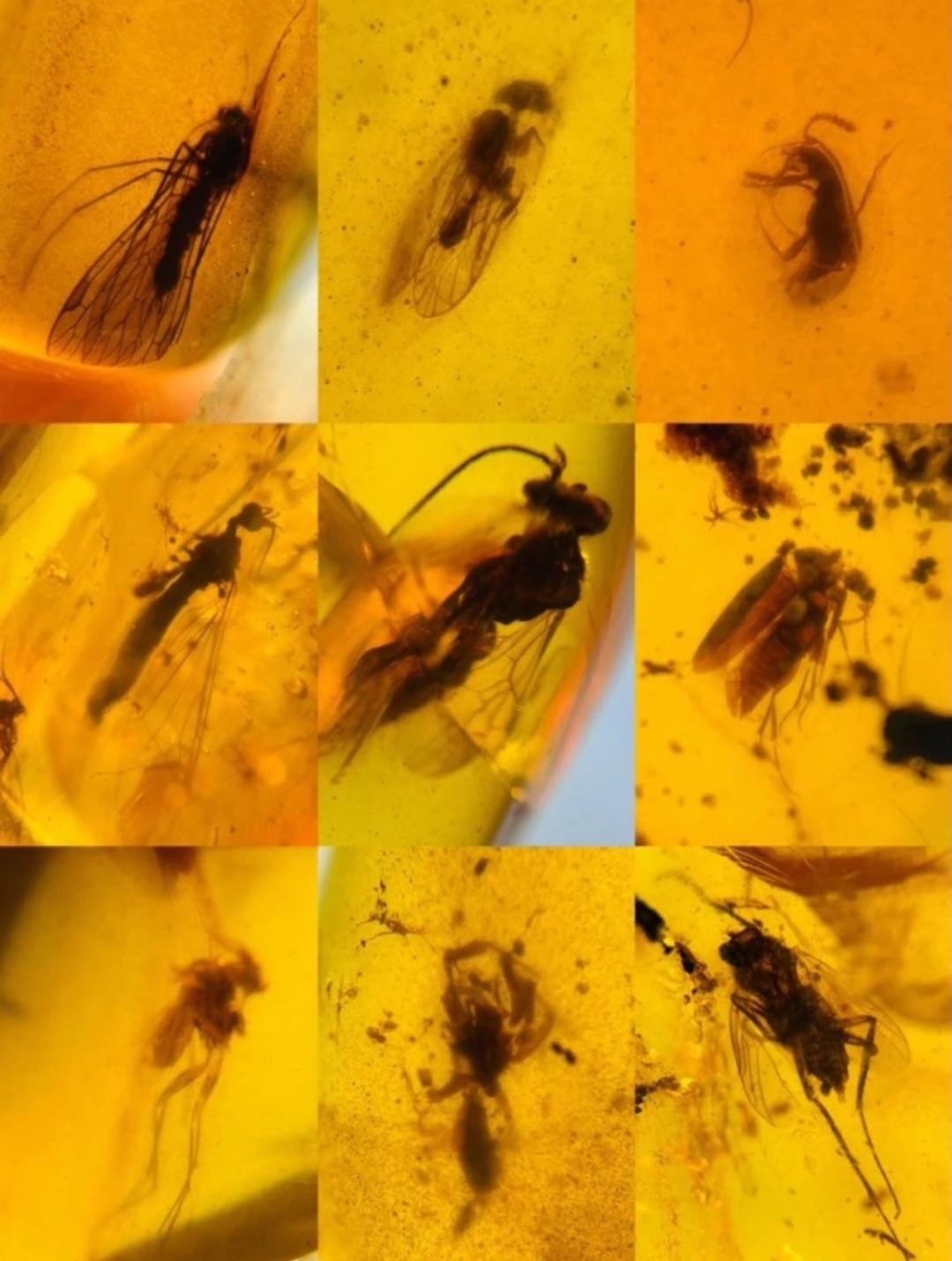 Burmese amber with fossil of bugs wholesale lot 100 pieces