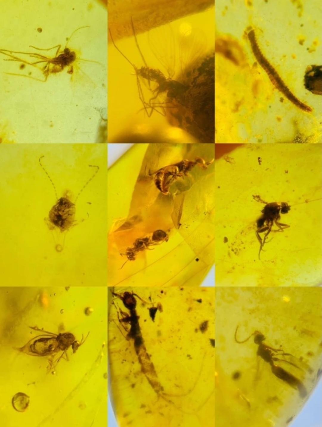 Burmese amber with fossil of bugs wholesale lot 100 pieces