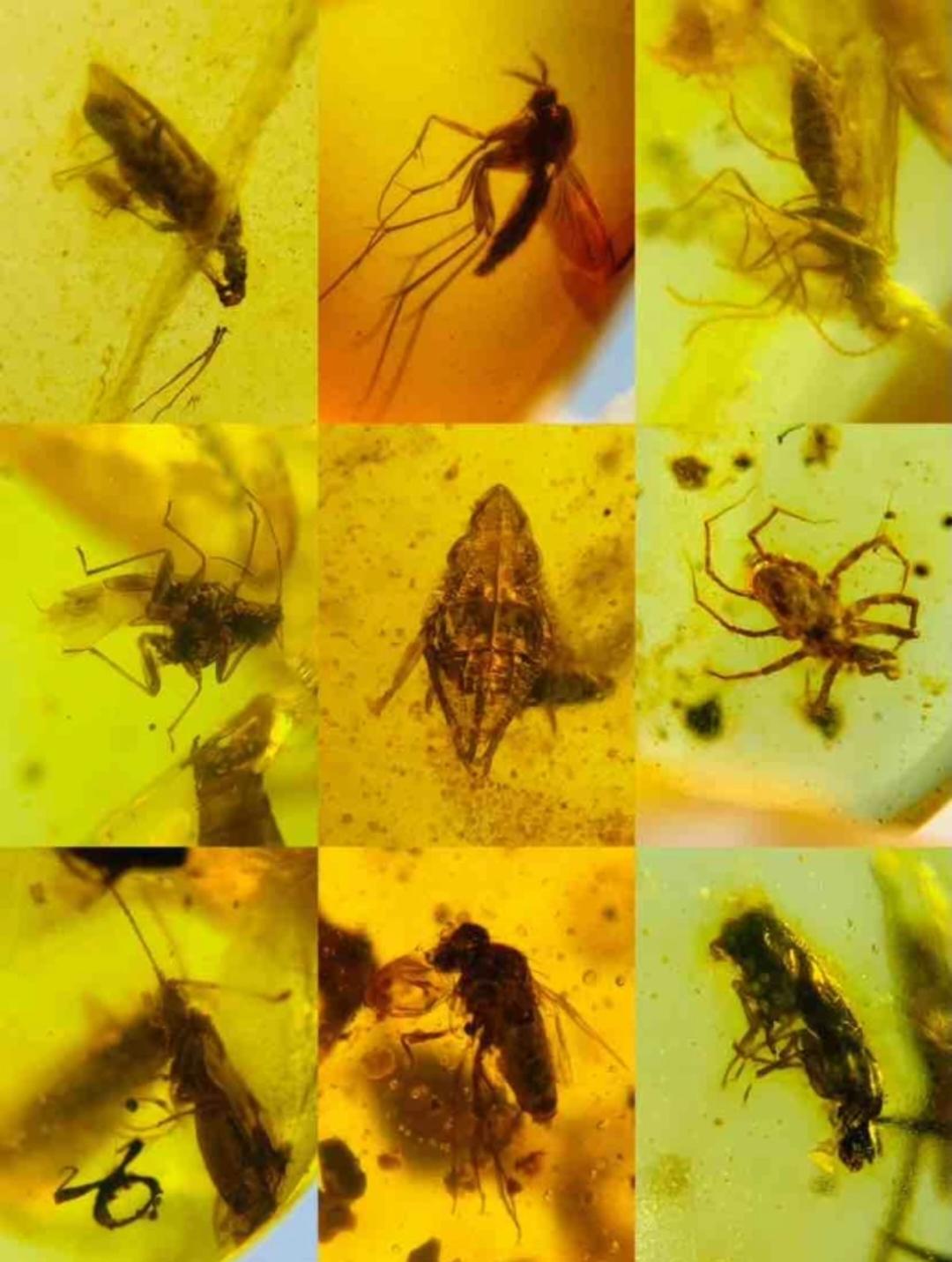 Burmese amber with fossil of bugs wholesale lot 100 pieces