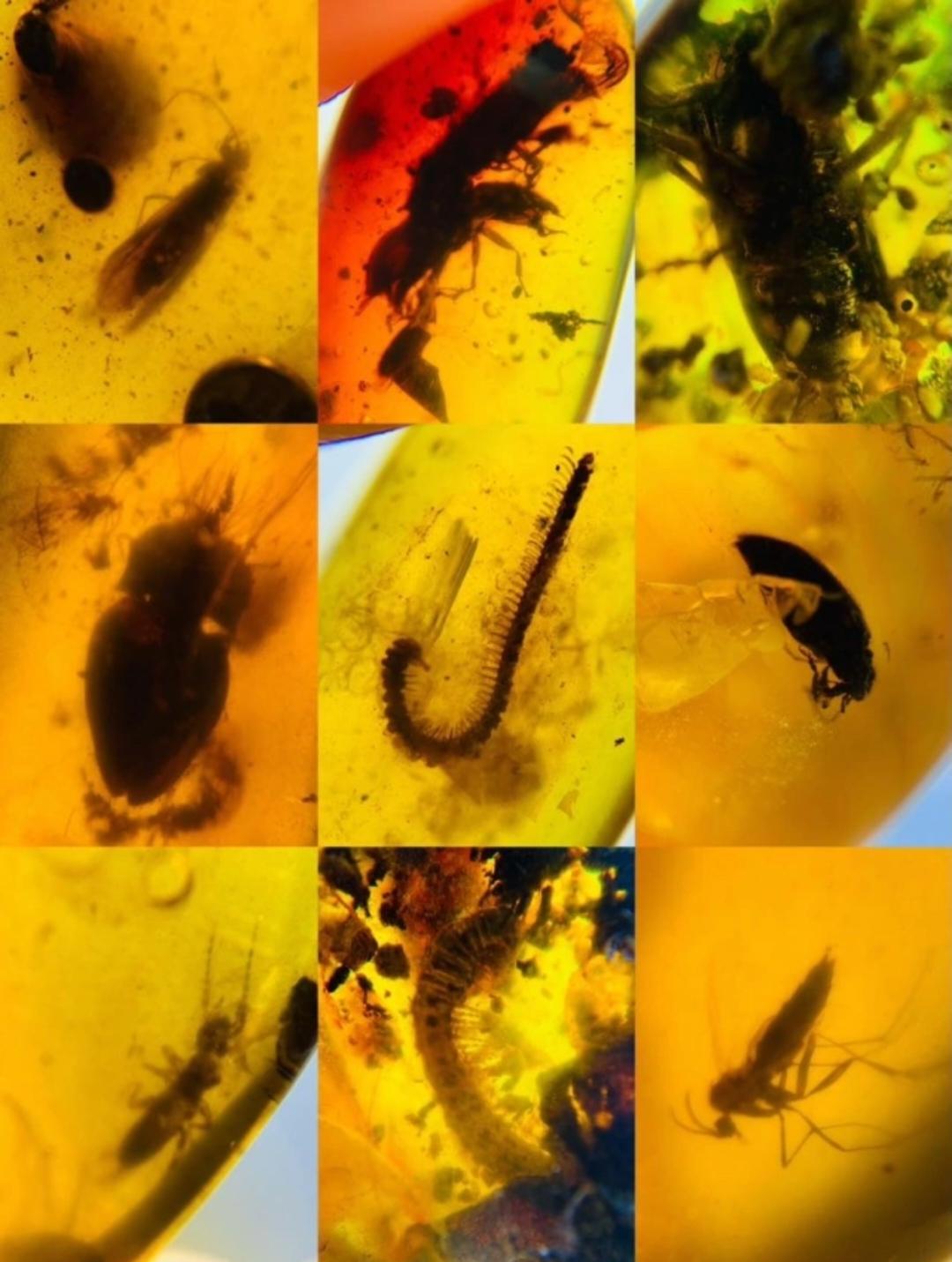 Burmese amber with fossil of bugs wholesale lot 100 pieces