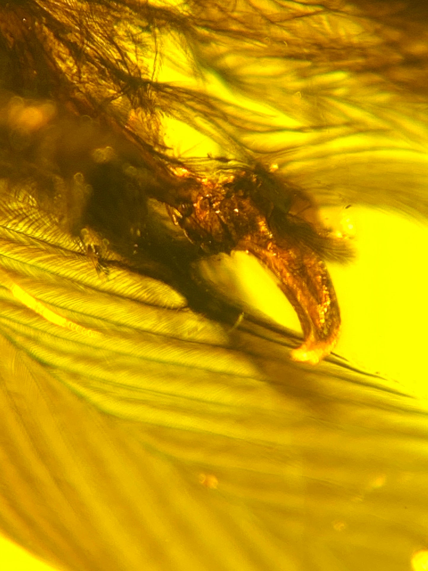 Perfect feather inclusion in Burmese amber-Museum collection standard #1002