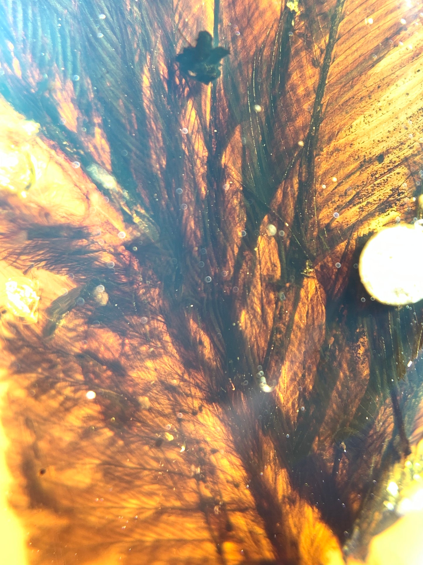 Perfect feather inclusion in Burmese amber-Museum collection standard #1002