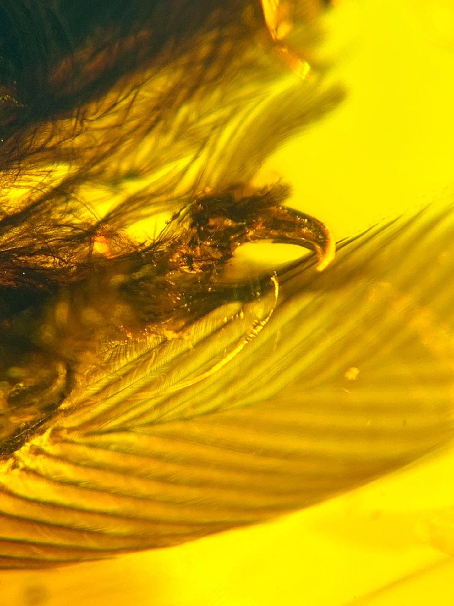 Perfect feather inclusion in Burmese amber-Museum collection standard #1002