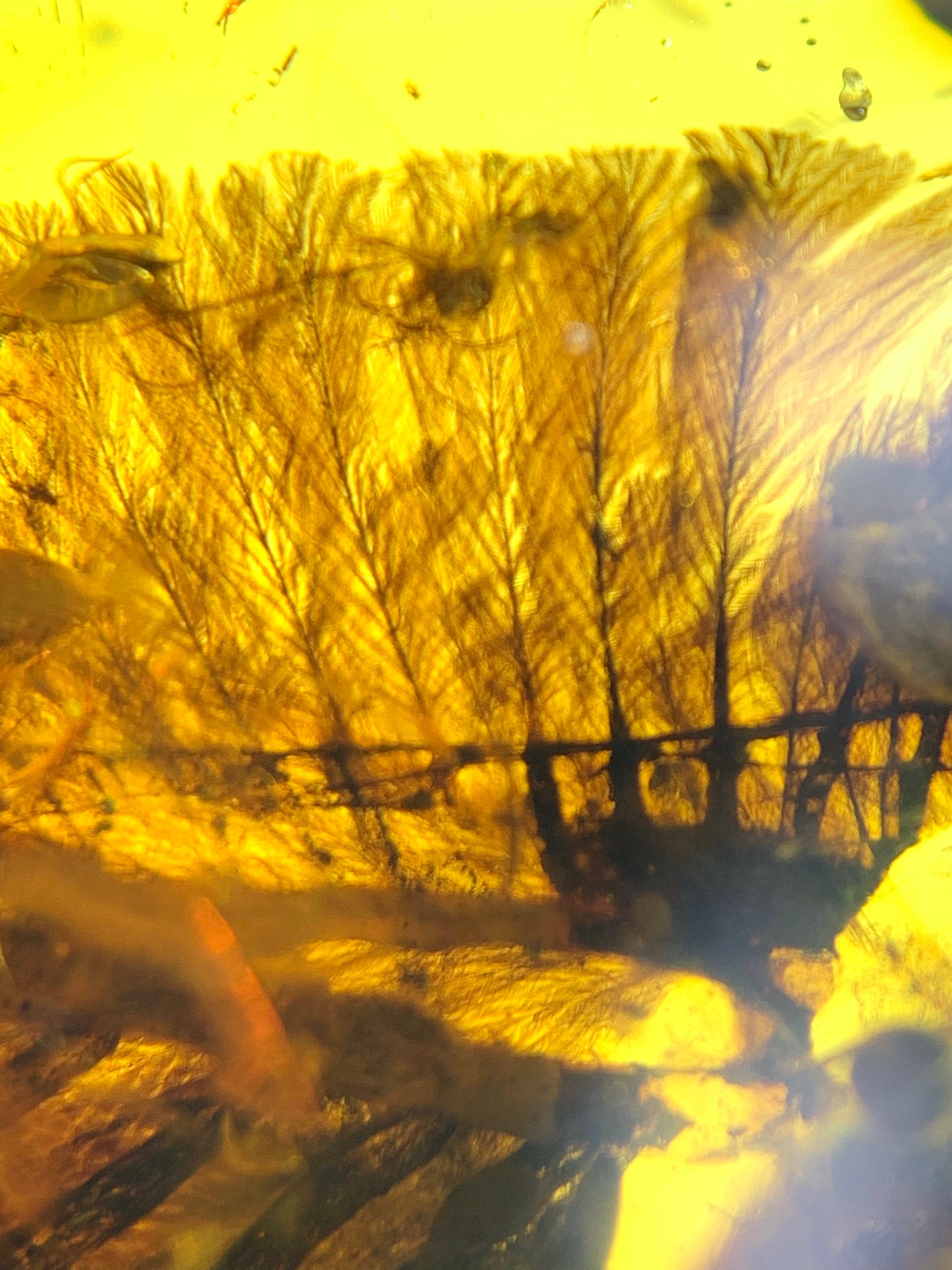 Perfect feather inclusion in Burmese amber-Museum collection standard #1002