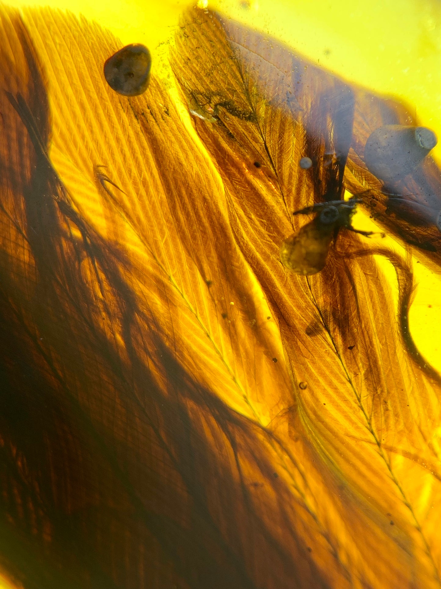 Perfect feather inclusion in Burmese amber-Museum collection standard #1002