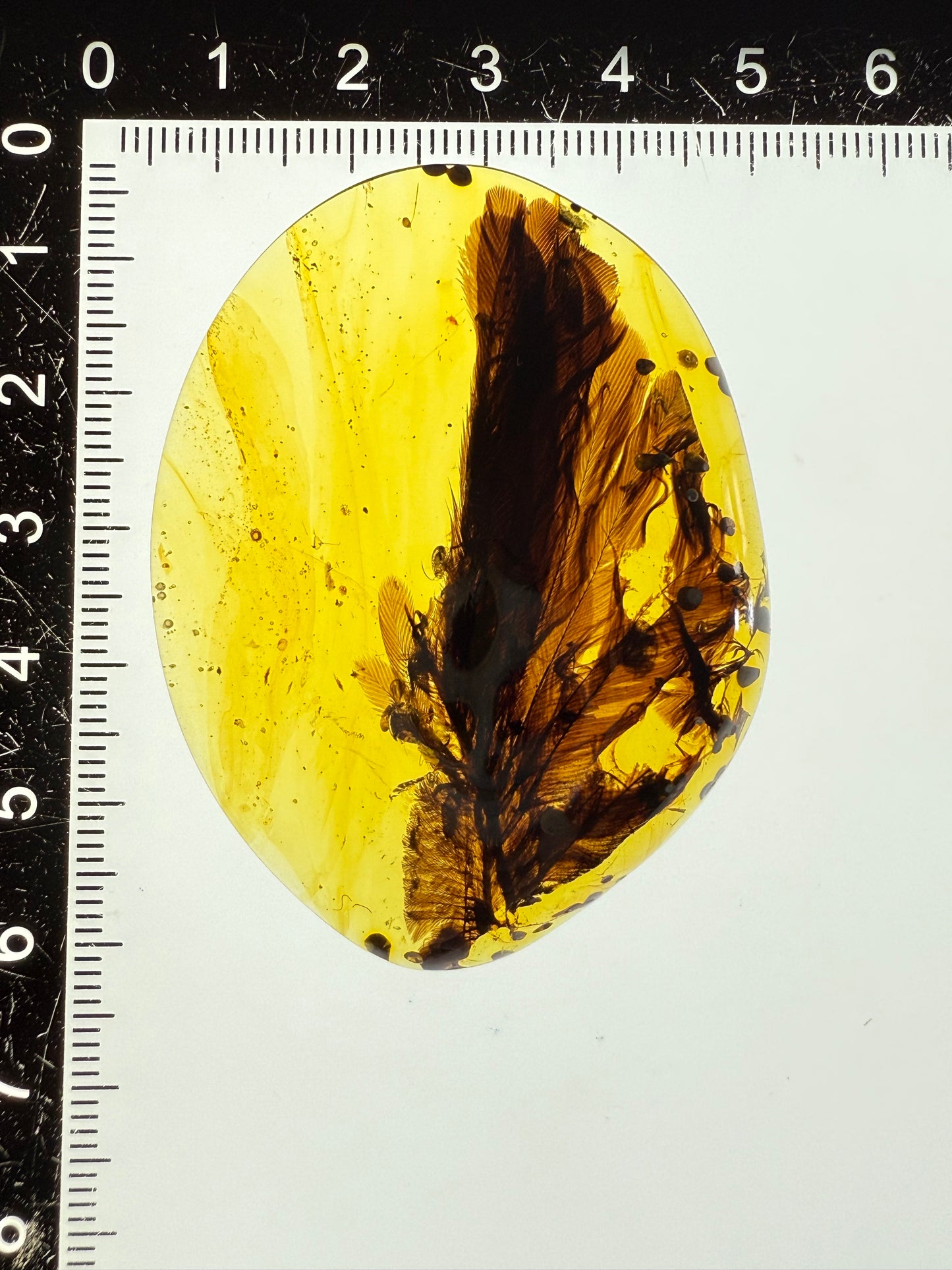 Perfect feather inclusion in Burmese amber-Museum collection standard #1002