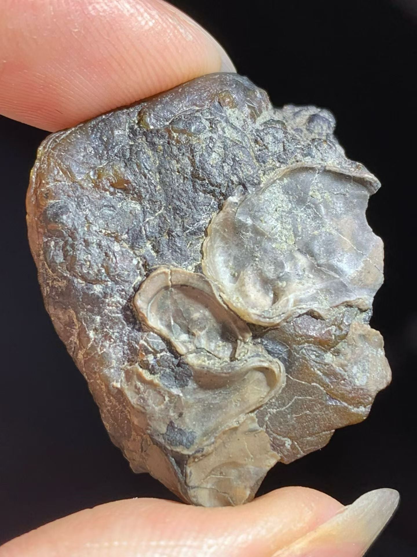 Fossilized oyster shell in Burmese amber(burmite)-Rare to be found #1003