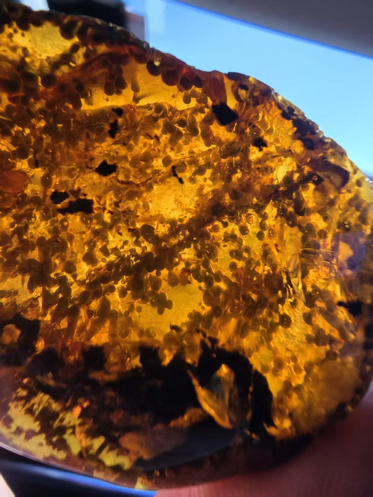 Burmese amber(burmite) with unidentified botanical inclusion