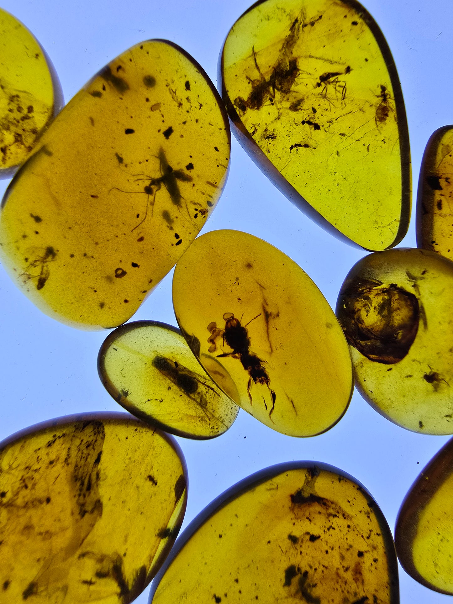 Wholesale lot Burmese amber(burmite) with bugs inclusion A1005