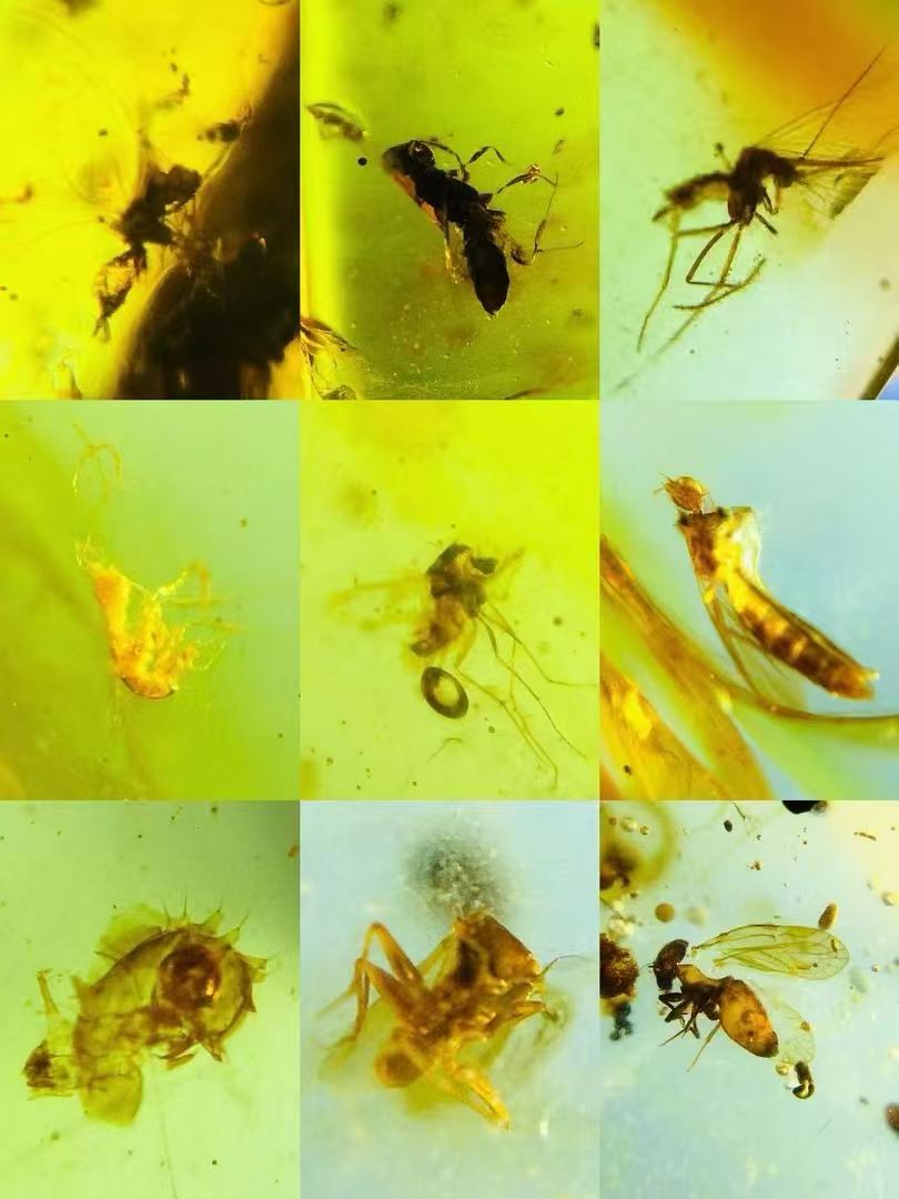 Wholesale Burmese Amber With Bugs Inclusions 1050 pieces H11