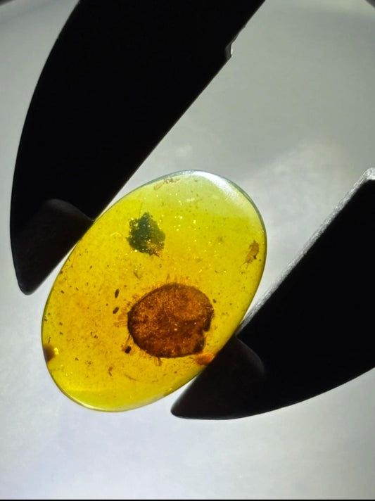 Burmese amber with inclusion of unknow species