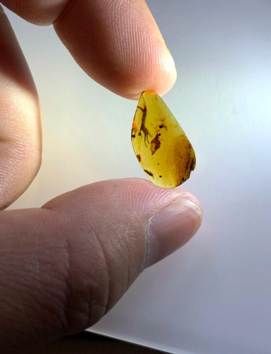 Burmese amber with inclusion of leg of lizard reptile