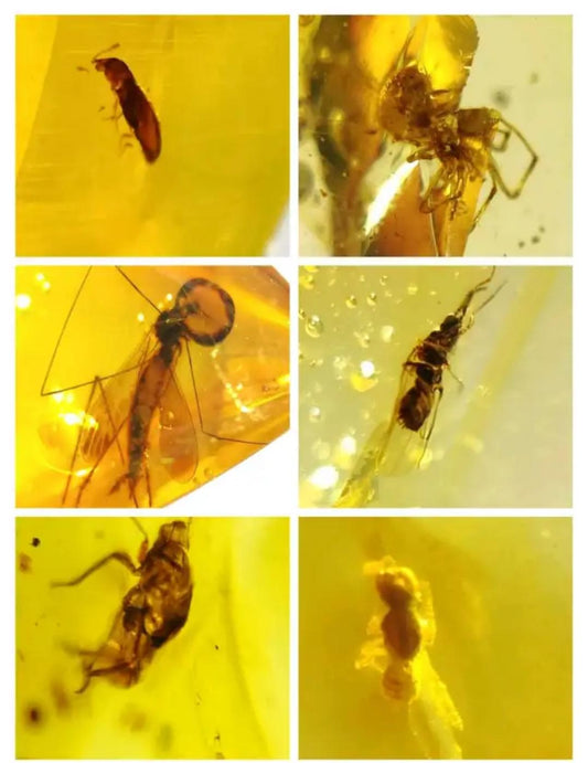 Burmese amber with inclusion of leg of insects(different bugs wholesale lot)