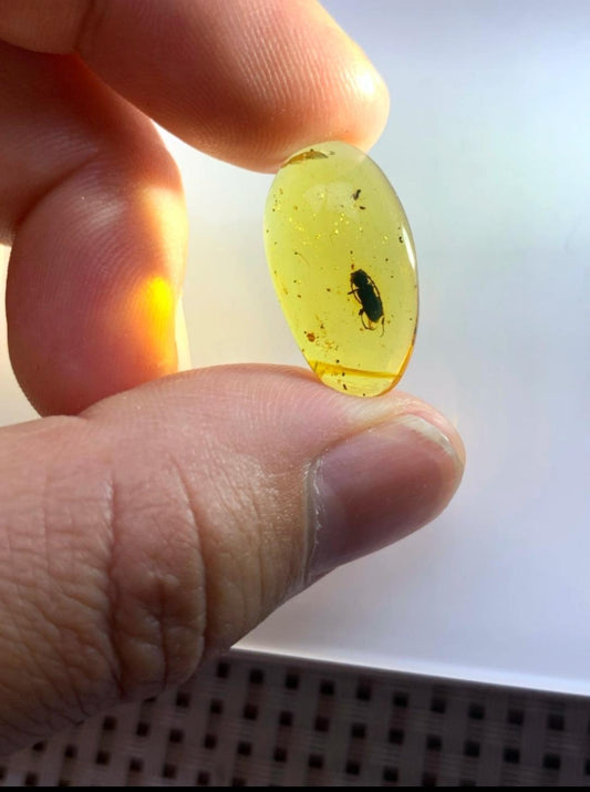 Burmese amber with inclusion of unknow beetle