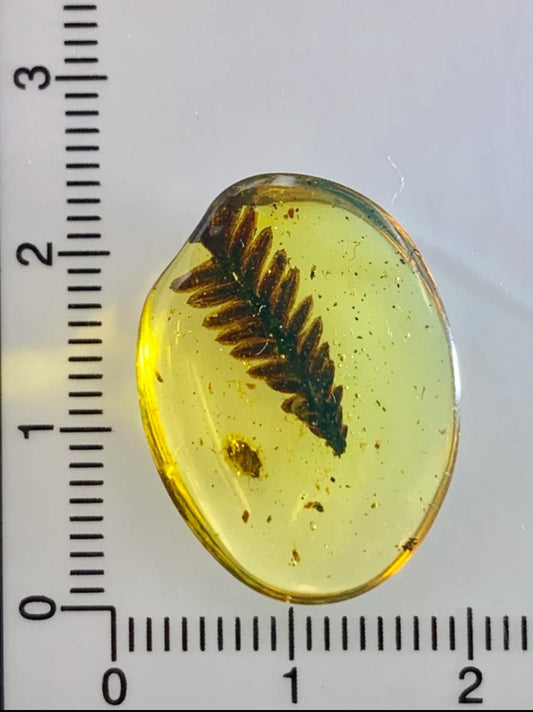 Burmese amber with inclusion of conifer leaf
