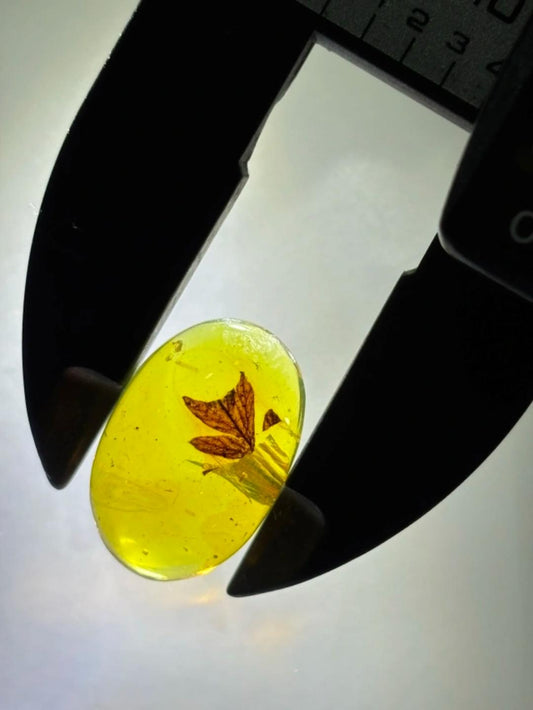 Burmese amber with inclusion of unknow plant leaf