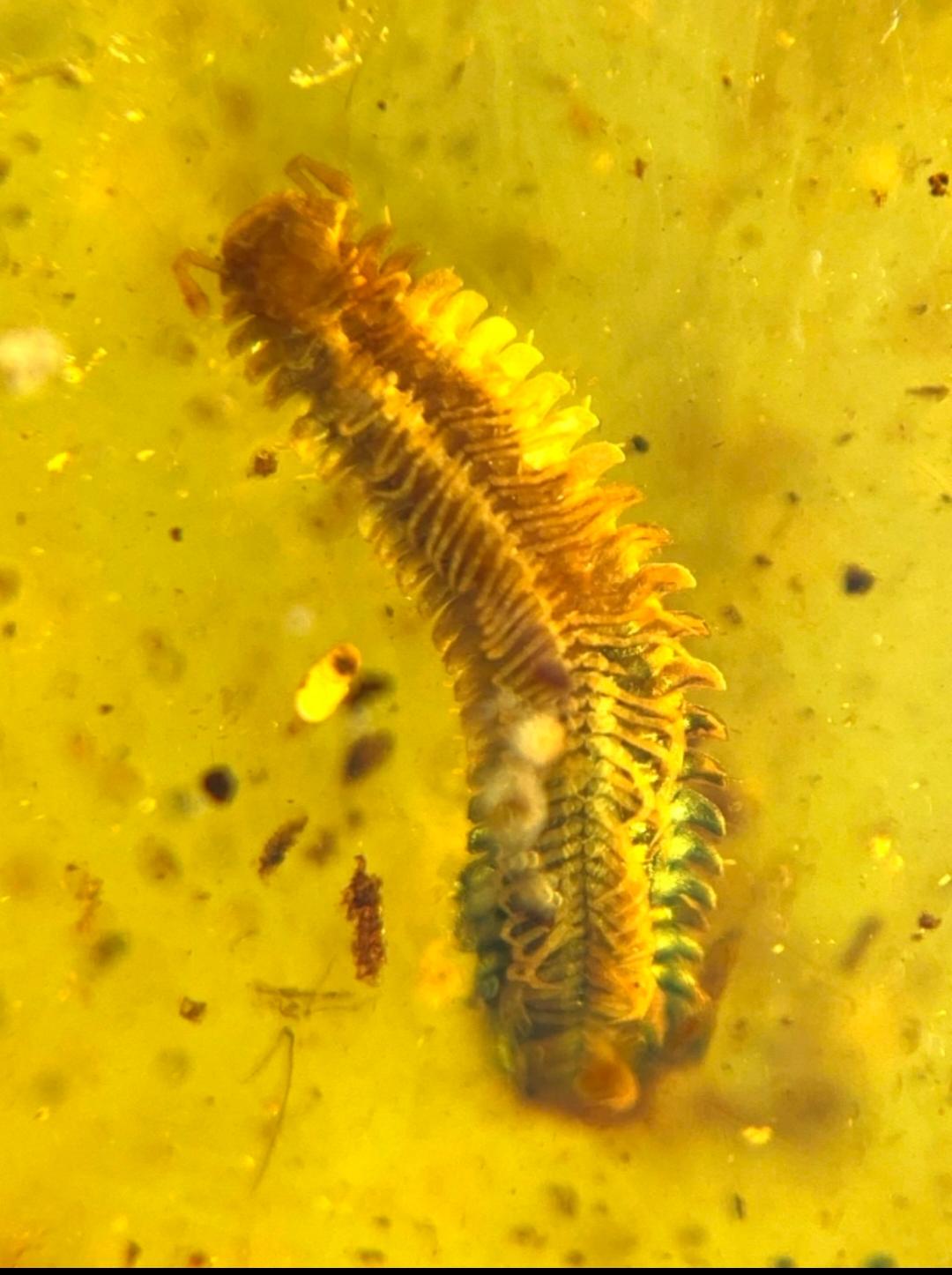 Burmese amber with inclusion of bug of millipede
