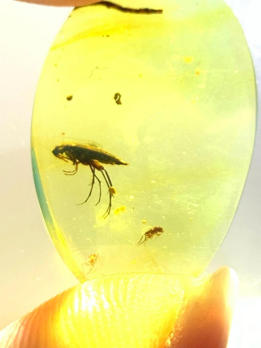 Burmese amber with inclusion of bug of unknow bug