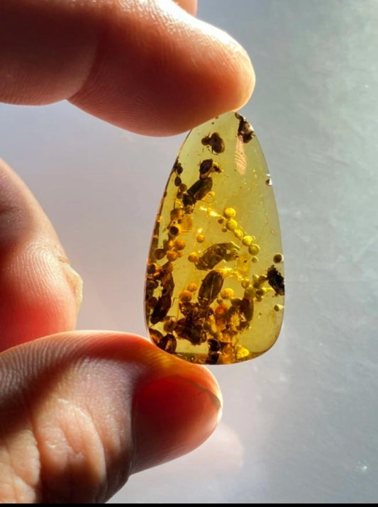 Burmese amber with inclusion of a cluster of beetles and sea squirts