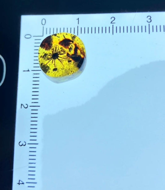 Burmese amber with inclusion of unknow prehistoric plant