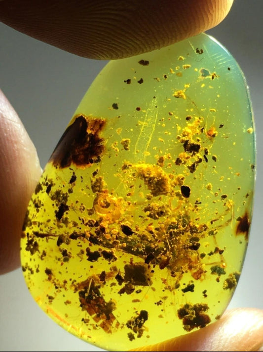 Burmese amber with inclusion of prehistoric snail