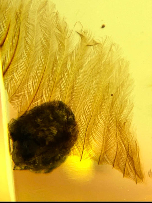 Burmese amber with inclusion of bugs