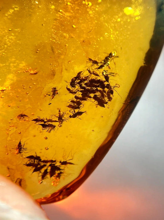 Burmese amber with inclusion of group of bugs