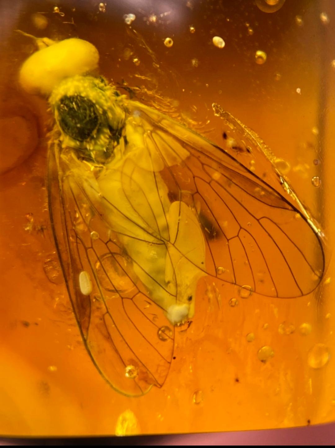 Baltic amber ring with inclusion of bug