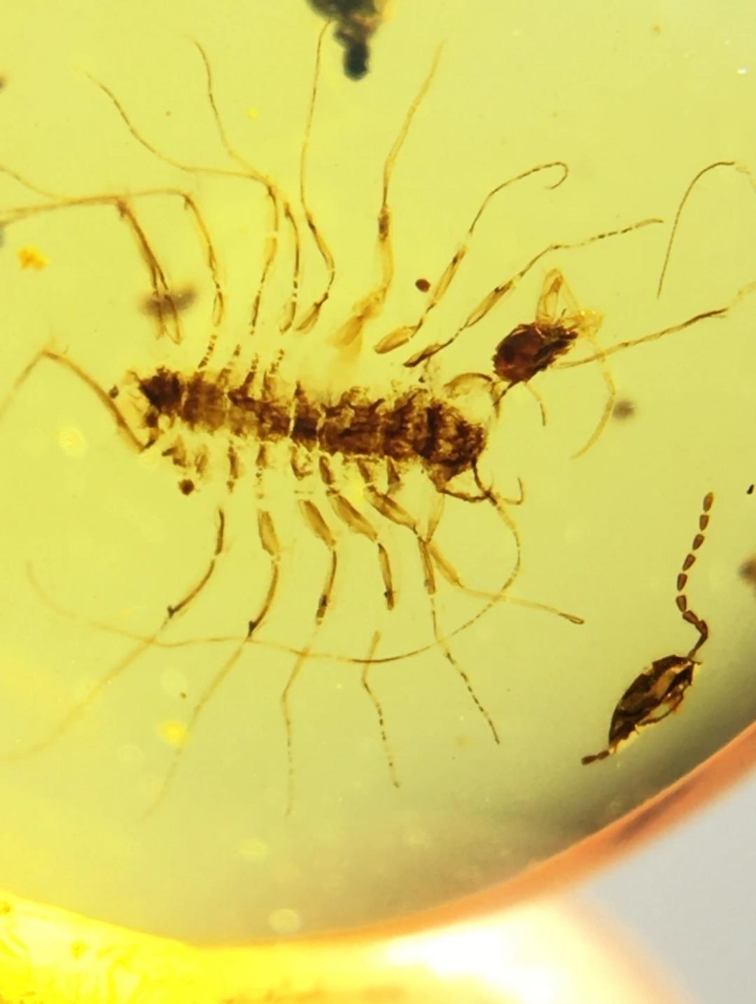 Burmese amber with inclusion of unknown insect