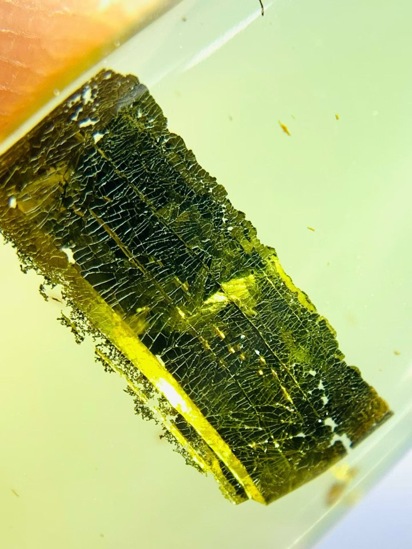 Unidentified(metal) mineral included in Burmese amber(burmite)-Rare to be found #1004