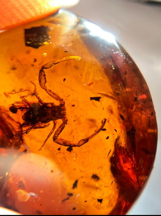 Burmese amber with inclusion of scorpion