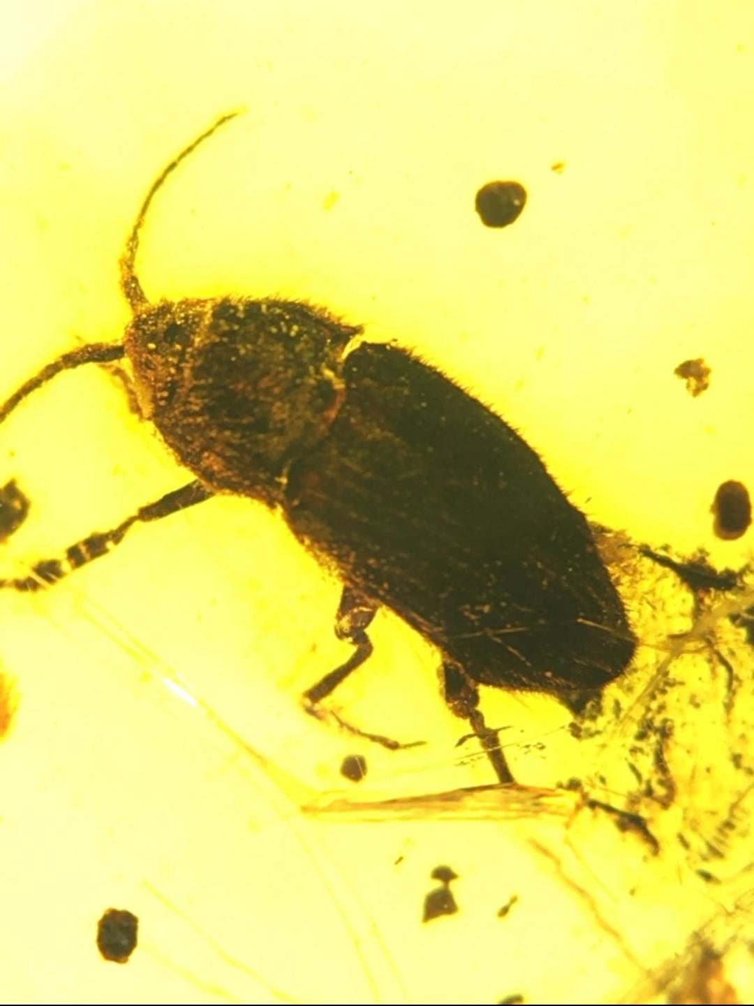 Burmese amber with inclusion of unknow insect