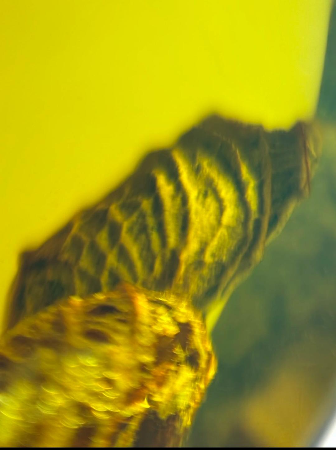 Burmese amber with inclusion of unknow species