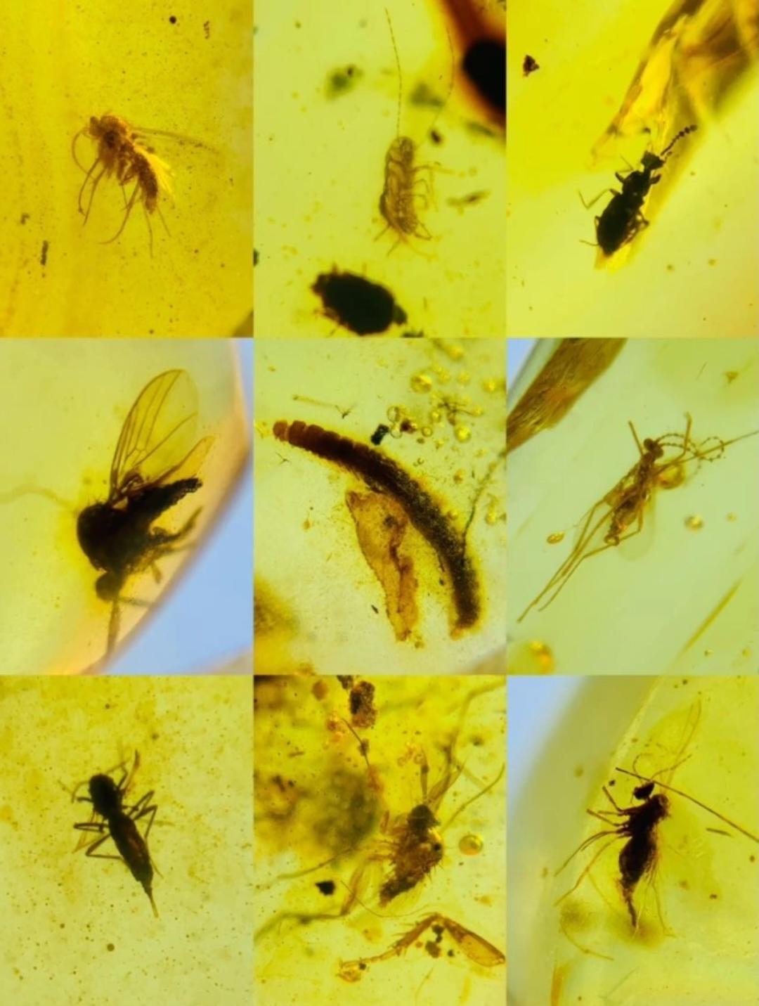 Burmese amber with fossil of bugs wholesale lot 100 pieces
