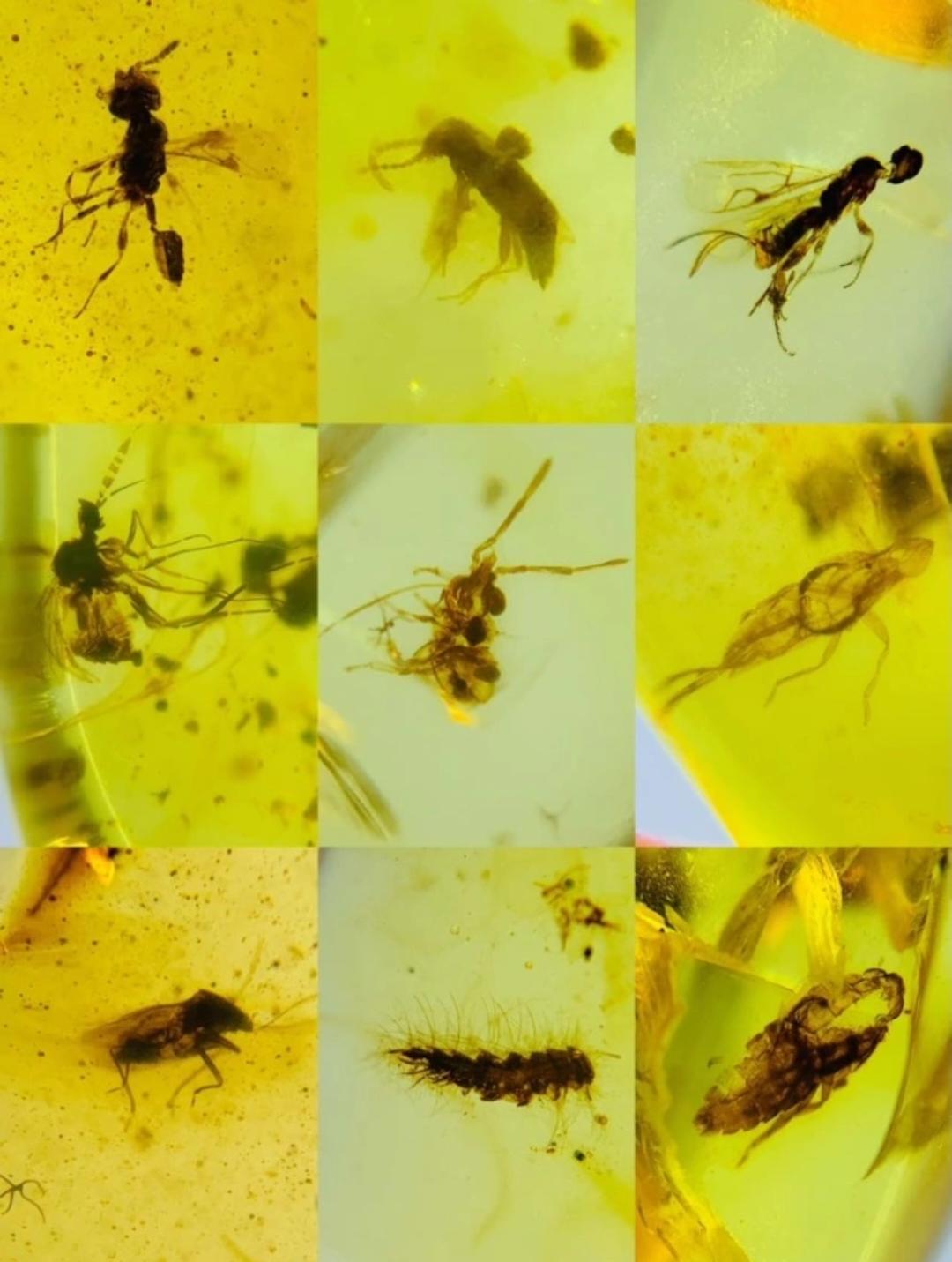 Burmese amber with fossil of bugs wholesale lot 100 pieces