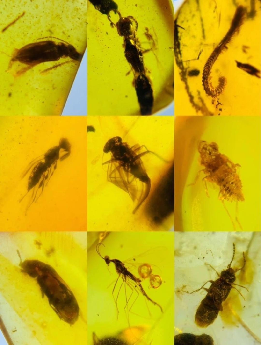 Burmese amber with fossil of bugs wholesale lot 100 pieces