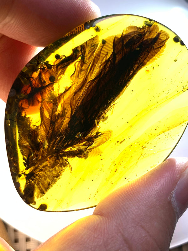 Perfect feather inclusion in Burmese amber-Museum collection standard #1002