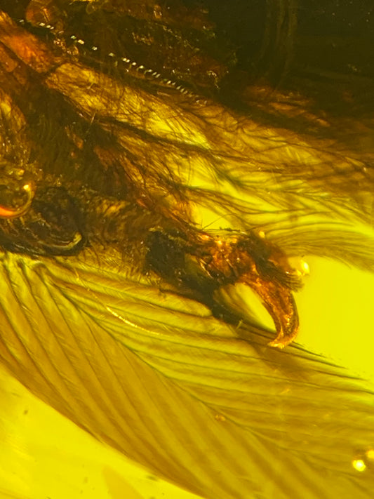 Perfect feather inclusion in Burmese amber-Museum collection standard #1002