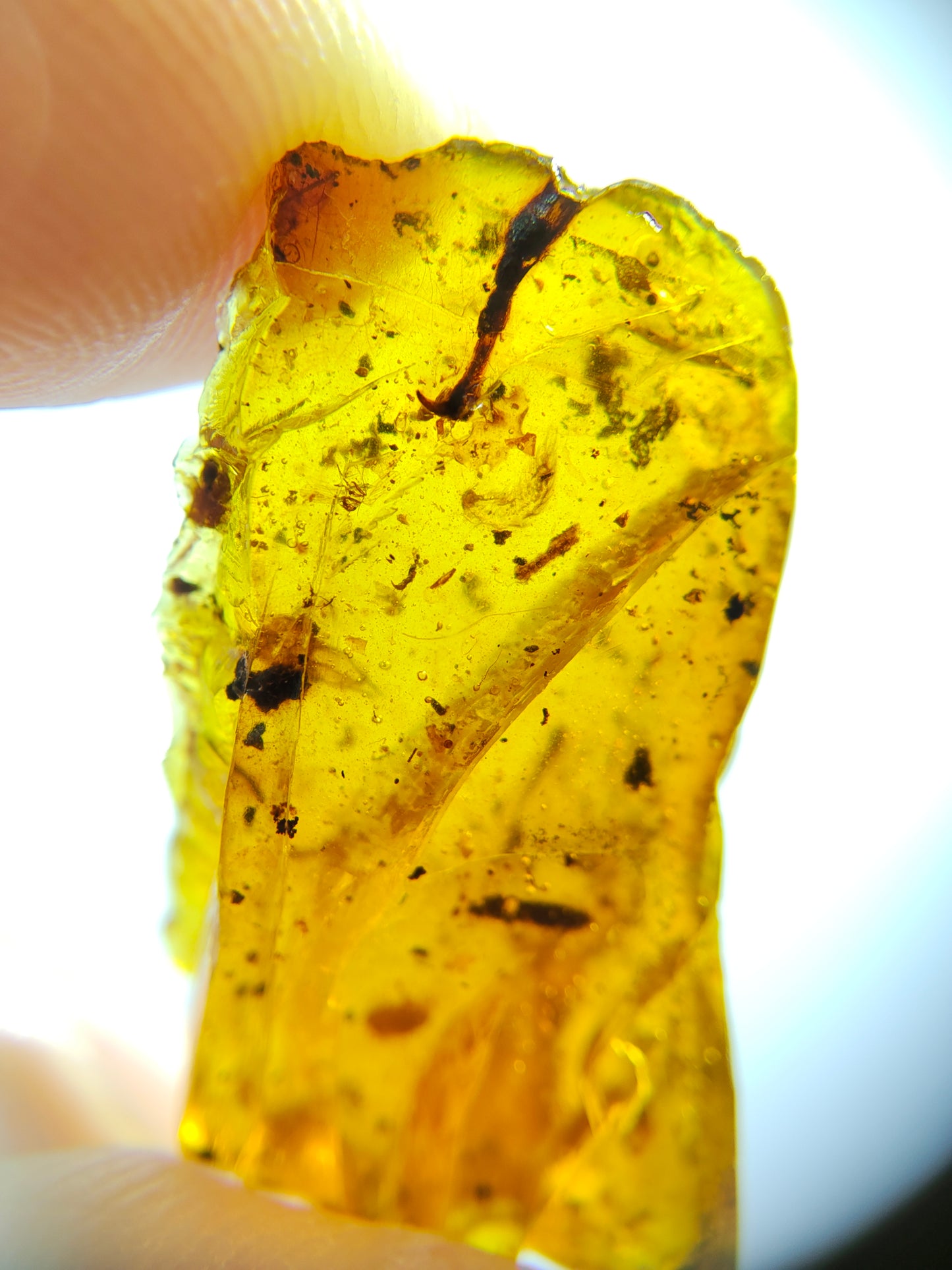 Unidentified claw in Burmese amber-Birds' claw or dinosaur's claw? #1001