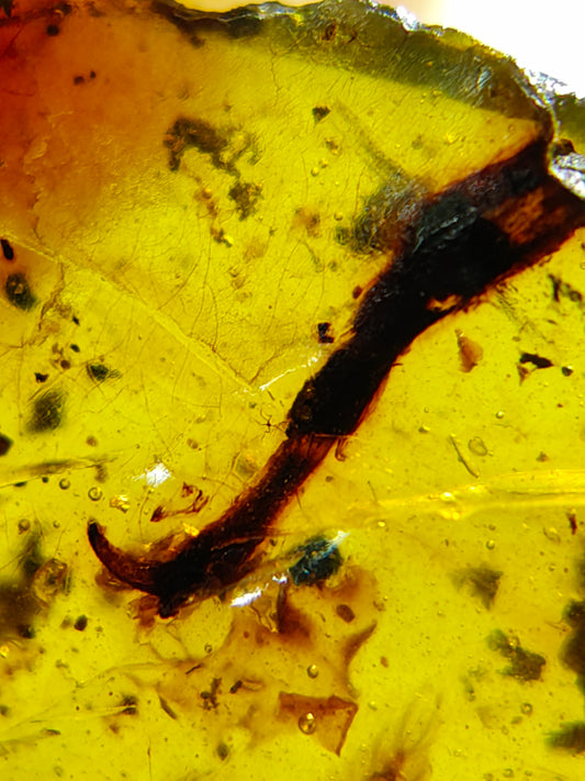 Unidentified claw in Burmese amber-Birds' claw or dinosaur's claw? #1001