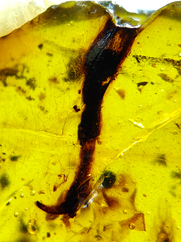 Unidentified claw in Burmese amber-Birds' claw or dinosaur's claw? #1001