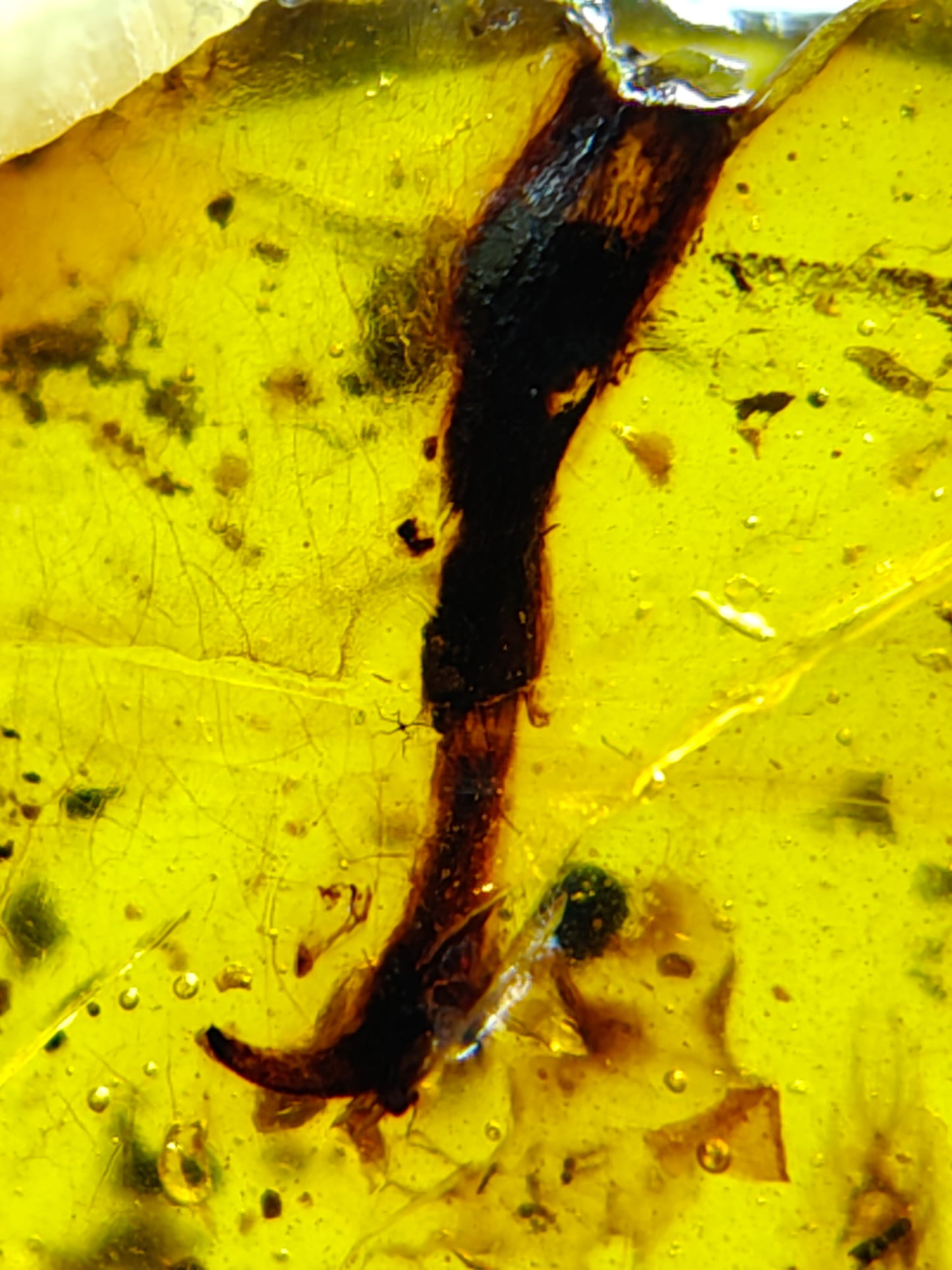 Unidentified claw in Burmese amber-Birds' claw or dinosaur's claw? #1001
